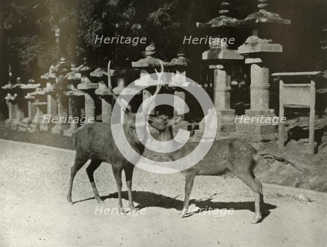 'My Dear! A Study at Nara', 1910. Creator: Herbert Ponting.