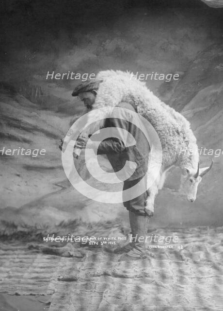 S.A. Crawford carrying a goat, 1905. Creator: Case & Draper.