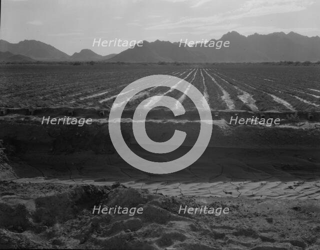 Irrigated fields of Acala cotton seventy miles from Phoenix, Arizona, 1937. Creator: Dorothea Lange.