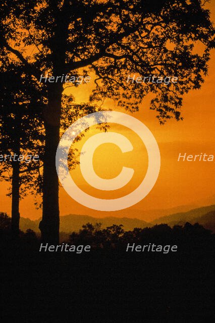 Orange Trees. Creator: Robert Manno.