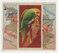 Carolina Parrot, from the Birds of America series (N37) for Allen & Ginter Cigarettes, 1888. Creator: Allen & Ginter.