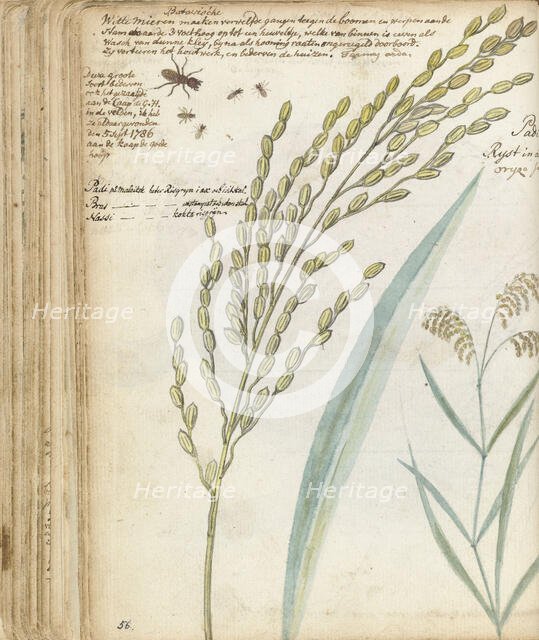 Ants and rice, 1786. Creator: Jan Brandes.