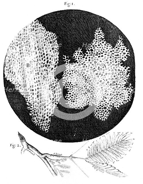 Hooke's observations of the cellular structure of cork and a sprig of Sensitive Plant, 1665. Artist: Unknown