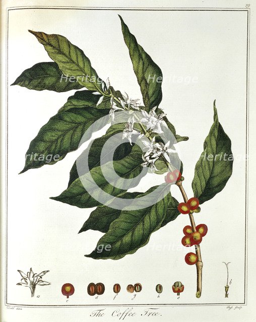 Sprig of Coffee (Coffea arabica) showing flowers and beans, 1798. Artist: Unknown