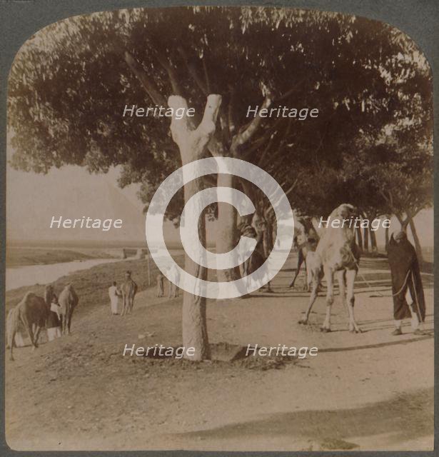 'The Road to the Pyramids, Egypt', 1896. Creator: Underwood & Underwood.