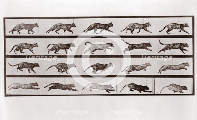 Cat Trotting and galloping, Plate 717 from Animal Locomotion, 1887 (photograph)