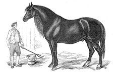 The giant horse exhibited at Southampton, 1844. Creator: Unknown.
