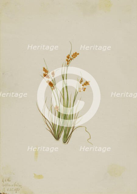 Golden Sedge (Carex aurea), 1921. Creator: Mary Vaux Walcott.