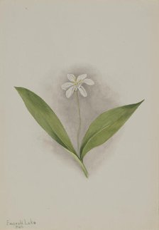 Queencup (Clintonia uniflora), 1902. Creator: Mary Vaux Walcott.