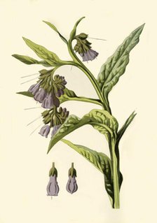 'Comfrey', 1877. Creator: Frederick Edward Hulme.