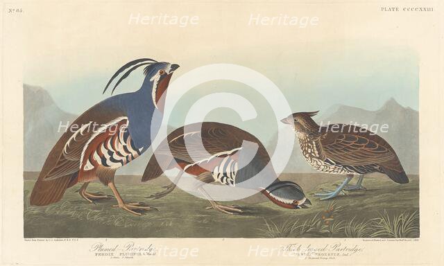 Plumed Partridge and Thick-legged Partridge, 1838. Creator: Robert Havell.