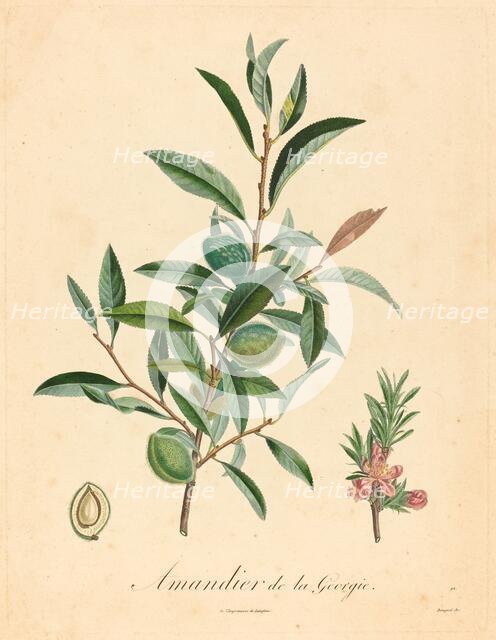 Amandier de la Georgie. Creator: Unknown.