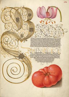 Martagon Lily and Tomato; Mira calligraphiae monumenta, 1561-1562; illumination added 1591-1596. Creator: Joris Hoefnagel.