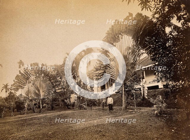 Singapore: two large traveller's palms (Ravenala madagascariensis) in the garden of a club... 1881. Creator: John Edmund Taylor.
