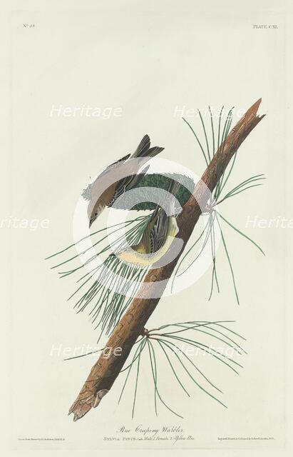 Pine Creeping Warbler, 1832. Creator: Robert Havell.