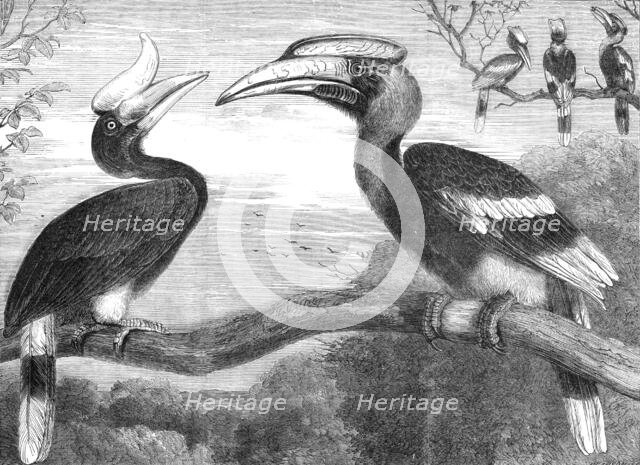 The Hornbills, in the Gardens of the Zoological Society, Regent's Park, 1864. Creator: Pearson.