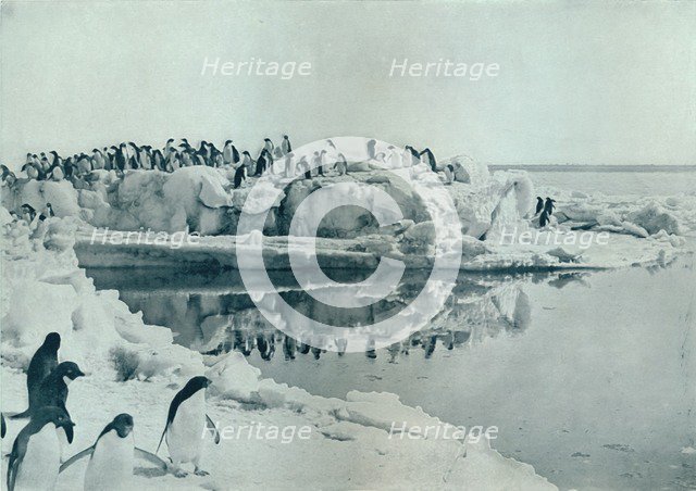 'Penguins on Ice-Foot', c1911, (1913). Artist: G Murray Levick.