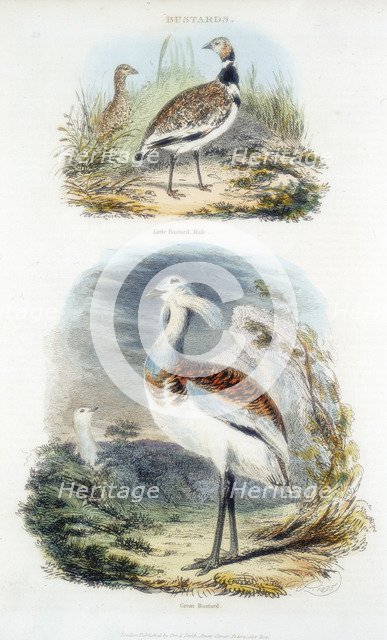 Bustards, 1835. Artist: Unknown