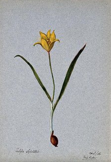 Wild tulip (Tulipa sylvestris): flowering plant, 1906. Creator: Unknown.