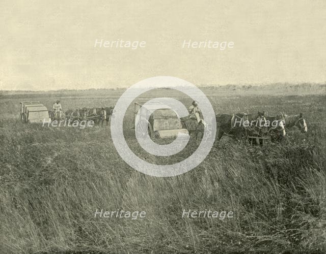 'Stripping Wheat, Queensland', 1901. Creator: Unknown.