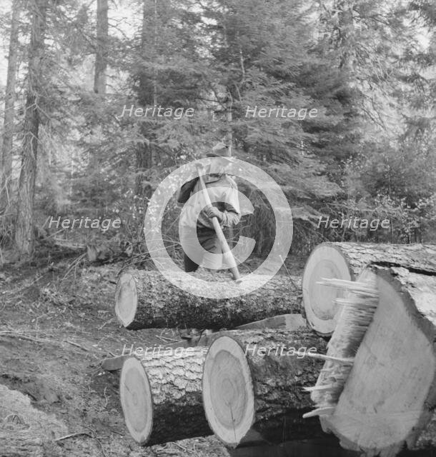 Member of the Ola self-help sawmill co-op working in the woods..., Gem County, Idaho, 1939. Creator: Dorothea Lange.