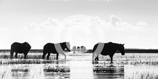 Dawn Striders. Creator: Eve Turek.