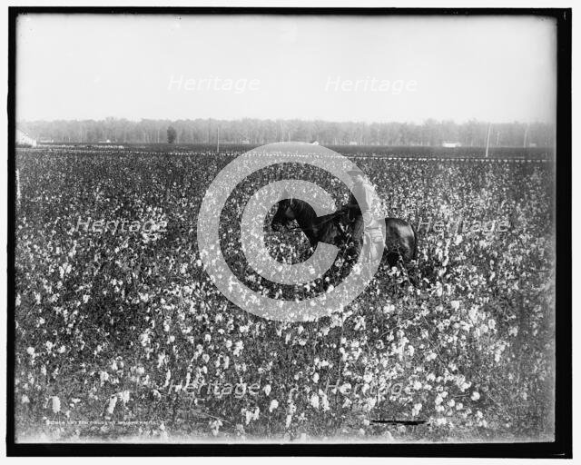 Cotton fields at Dahomey, Miss., between 1900 and 1910. Creator: Unknown.
