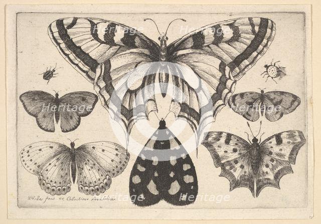 Five Butterflies, a Moth and Two Beetles, 1646. Creator: Wenceslaus Hollar.