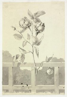 Rose, n.d. Creator: Pierre Antoine Mongin.