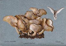 A fungus (Clitocybe phyllophila) growing on soil, 1898. Creator: Unknown.