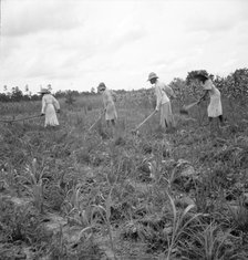 Hoe culture in the South, Mississippi, 1936. Creator: Dorothea Lange.