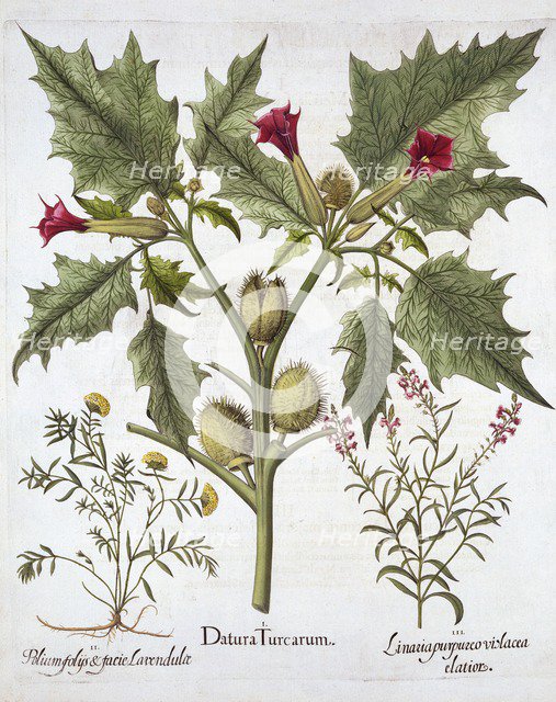 Thorn Apple, Germander and Purple Toadflax, from 'Hortus Eystettensis', by Basil Besler (1561-1629),