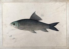 Fish, 1777-1783. Creator: Bhawani Das.