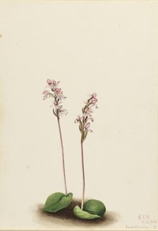 Roundleaf Orchis (Orchis rotundifolia), 1924. Creator: Mary Vaux Walcott.