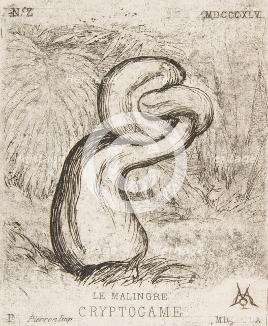 The puny Cryptogamia, 1860. Creator: Charles Meryon.