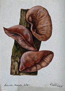 Jew's ear fungus (Hirneola auricula-judae): three fruiting bodies on wood, 1896. Creator: Unknown.