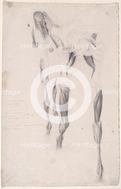 Working drawing probably for 'The Fourteenth Anatomical Table of the Muscles ... of the Horse', 1756 Creator: George Stubbs.