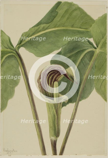 Jack-in-the-pulpit (Arisaema triphyllum), 1917. Creator: Mary Vaux Walcott.