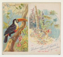 Toco Toucan, from Birds of the Tropics series (N38) for Allen & Ginter Cigarettes, 1889. Creator: Allen & Ginter.