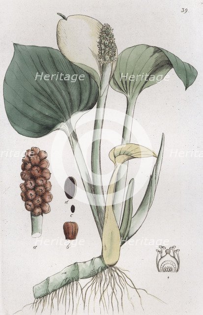 Bog Arum (Calla palustris), 1804-1811. Artist: Johan Wilhelm Palmstruch