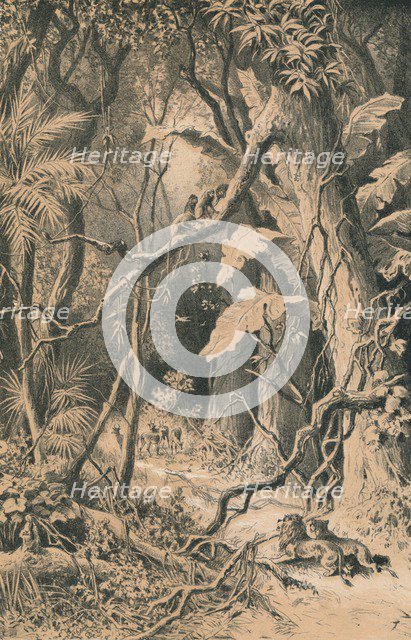 'A Forest in Central Africa', c1880. Artist: Unknown.