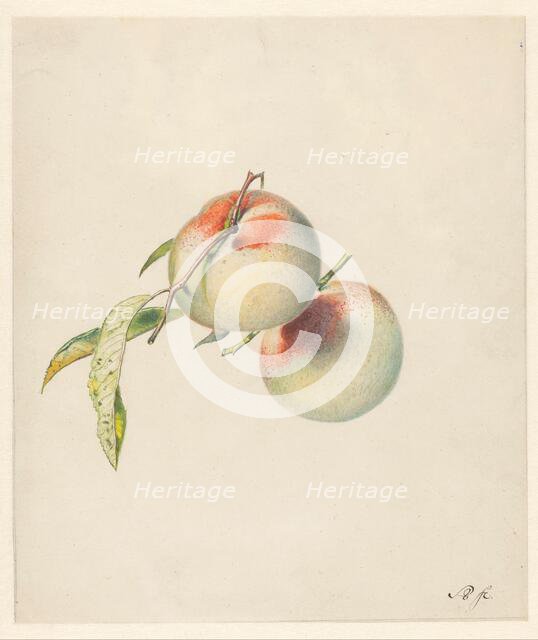 Two peaches on their stems, 1824-1900. Creator: Albertus Steenbergen.