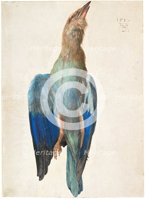 Dead Blue Roller, 1500 (or 1512). Artist: Dürer, Albrecht (1471-1528)