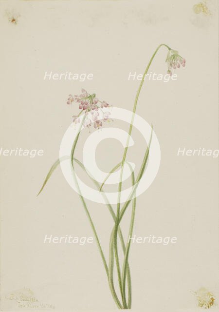 Nodding Onion (Allium cernuum), 1901. Creator: Mary Vaux Walcott.