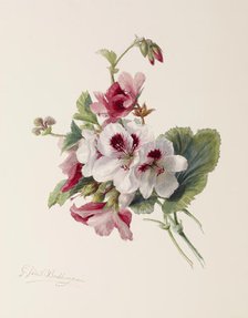 Flower Study, c1875. Creator: Gerardina Jacoba van de Sande Bakhuyzen.