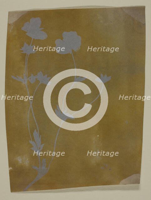 Stem of Leaves and Flowers, c. 1835/37. Creator: William Henry Fox Talbot.