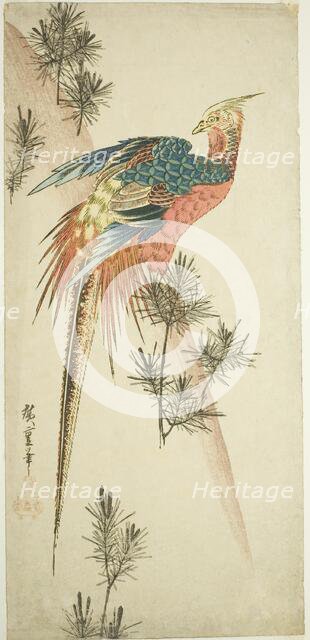 Golden pheasant and pine shoots in snow, c. 1833. Creator: Ando Hiroshige.