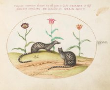 Animalia Qvadrvpedia et Reptilia (Terra): Plate XLII, c. 1575/1580. Creator: Joris Hoefnagel.