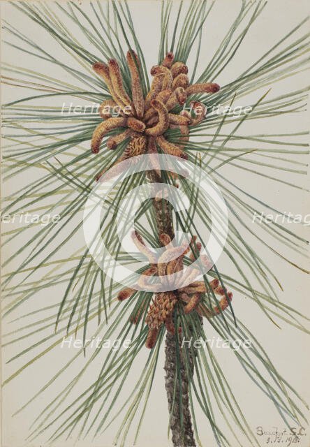 Loblolly Pine (Pinus taeda), 1918. Creator: Mary Vaux Walcott.