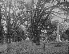 'Hanging Moss on Live-Oak, Savannah, Georgia', c1897.  Creator: Unknown.